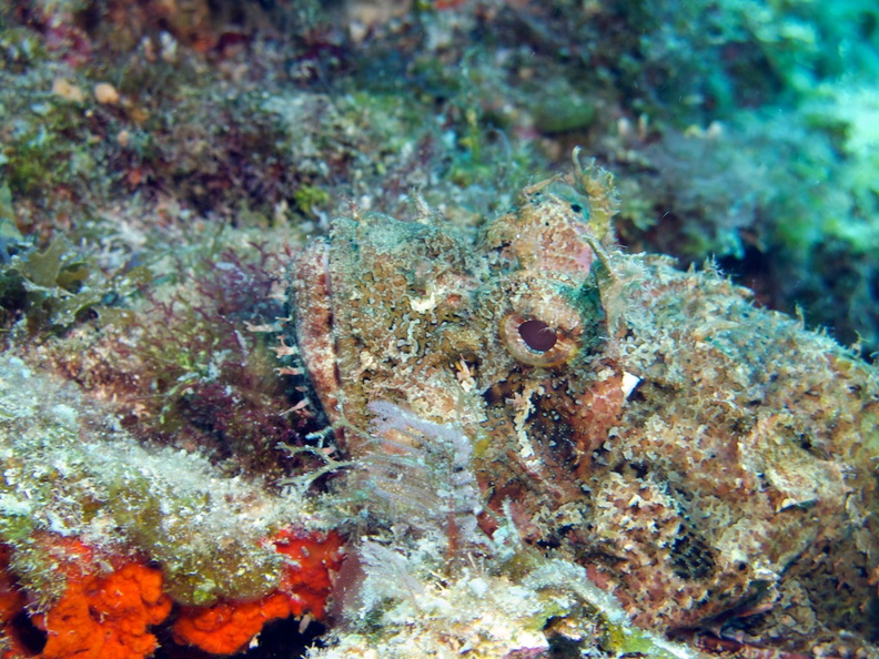 Scorpionfish again IMG_3029.jpg